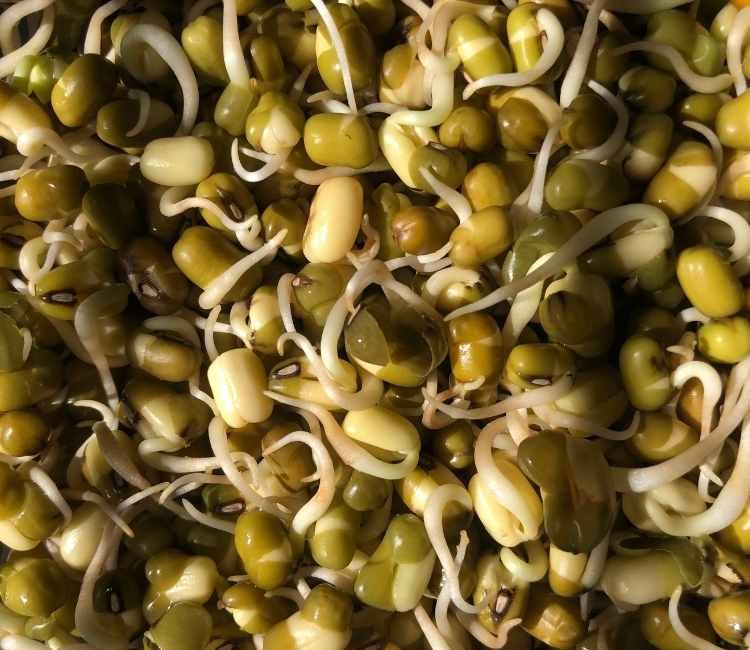 Mung bean sprouts works as natural antihistamine